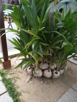 【成都出發(fā)】昆明、大理、蒼山、麗江、雙廊、束河古鎮(zhèn)、西山雙臥8日游