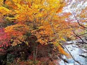 【金秋紅葉】畢棚溝+米亞羅+奶子溝+映秀地震遺址環(huán)線紅葉3日游